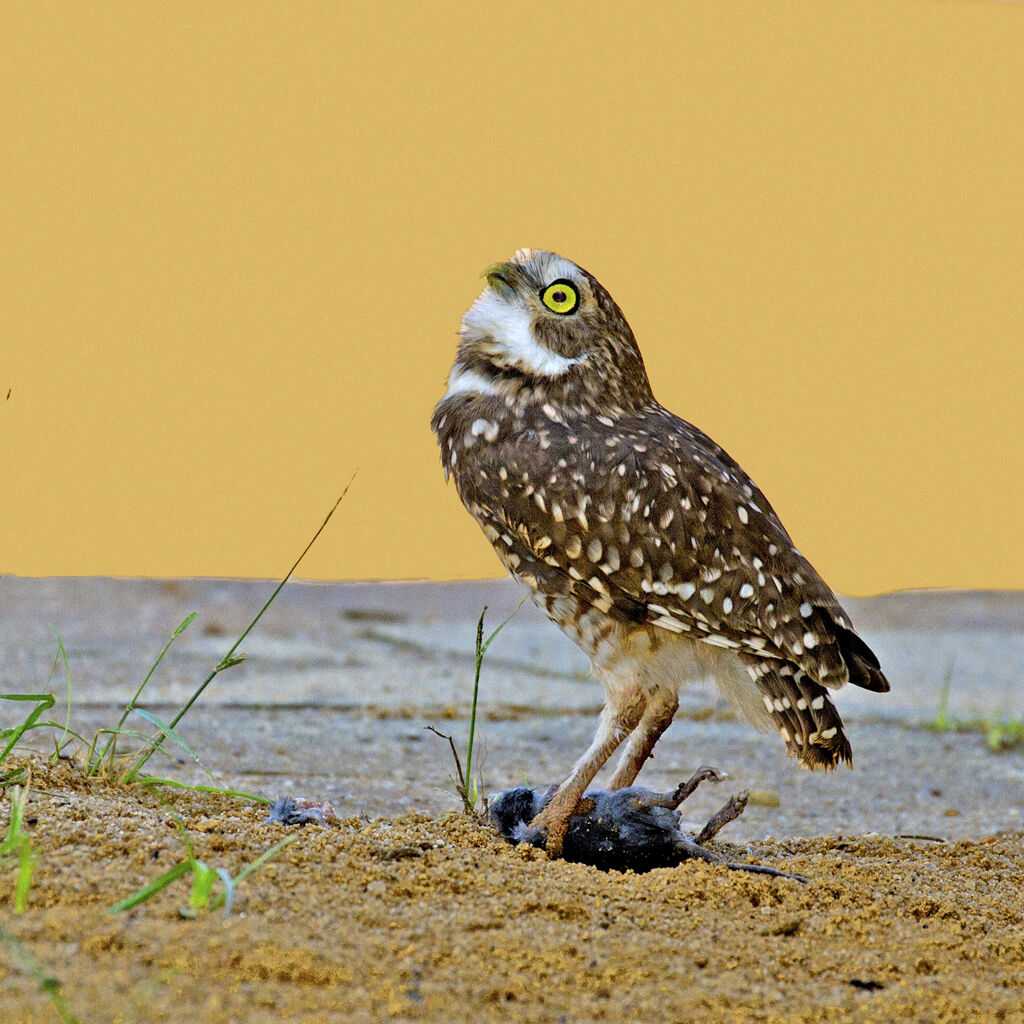 Burrowing Owl