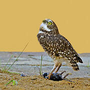 Burrowing Owl