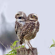 Burrowing Owl