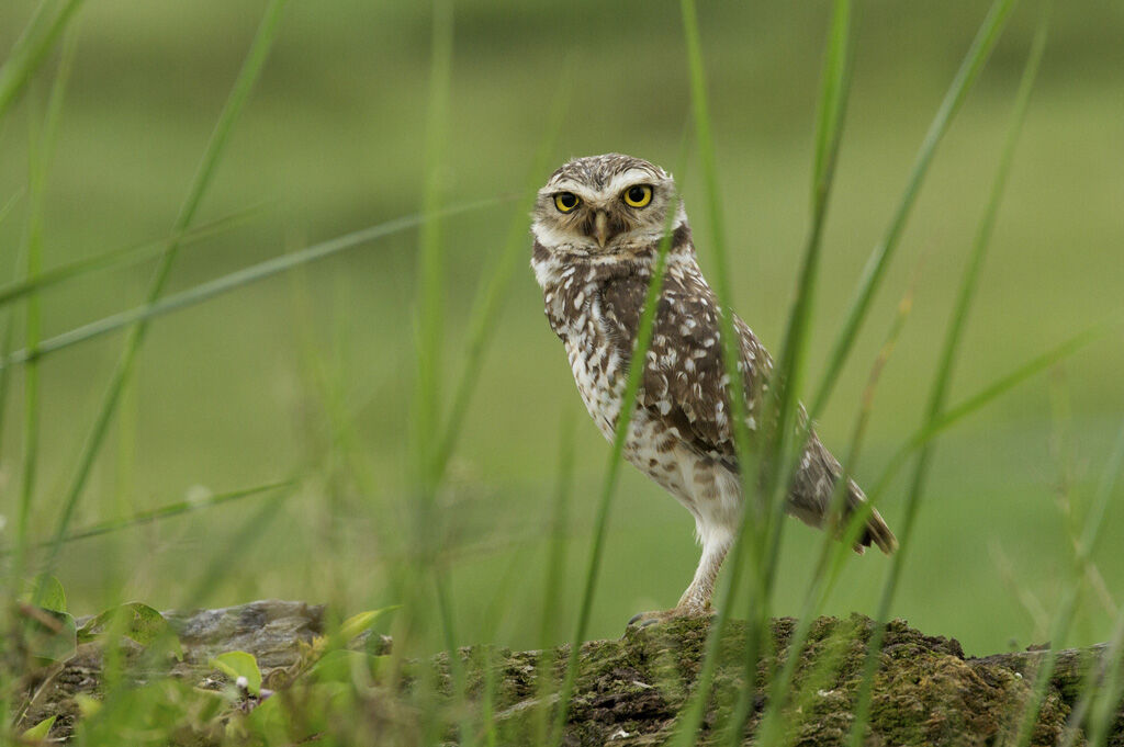 Burrowing Owl