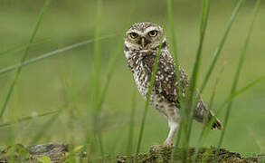 Burrowing Owl