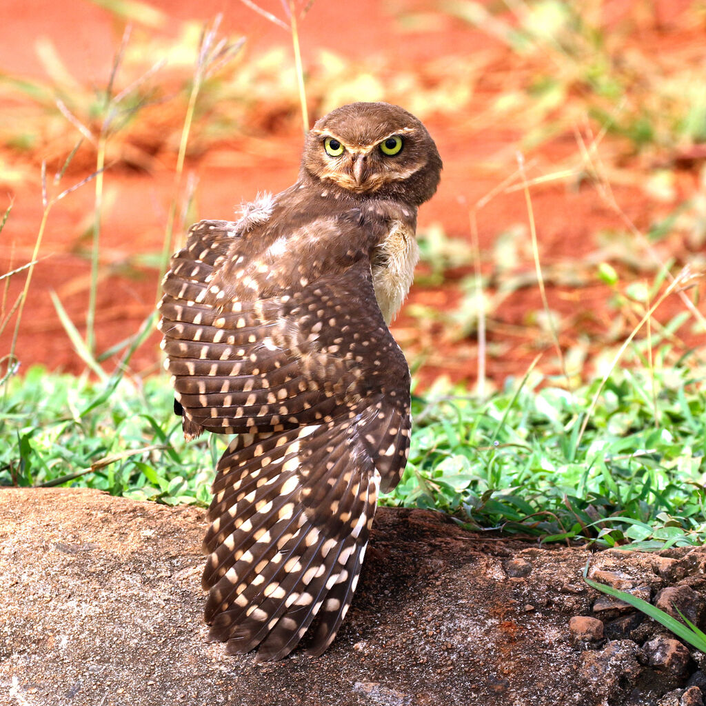 Burrowing OwlFirst year