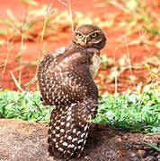 Burrowing Owl