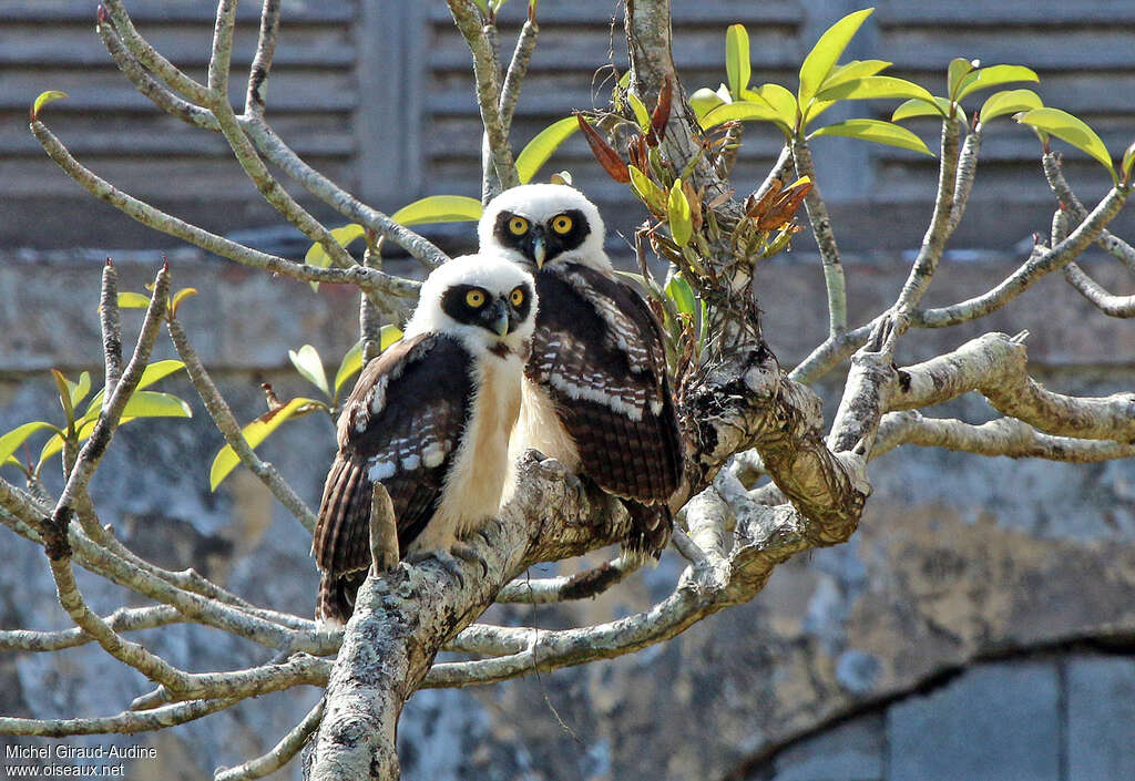 Spectacled Owljuvenile, pigmentation