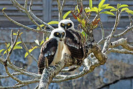 Spectacled Owl