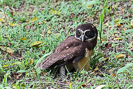 Spectacled Owl