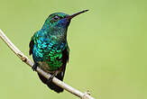 Colibri à menton bleu