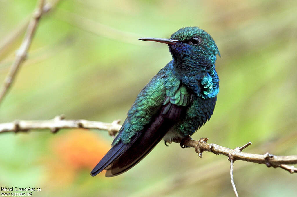 Colibri à menton bleu mâle adulte