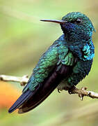 Blue-chinned Sapphire