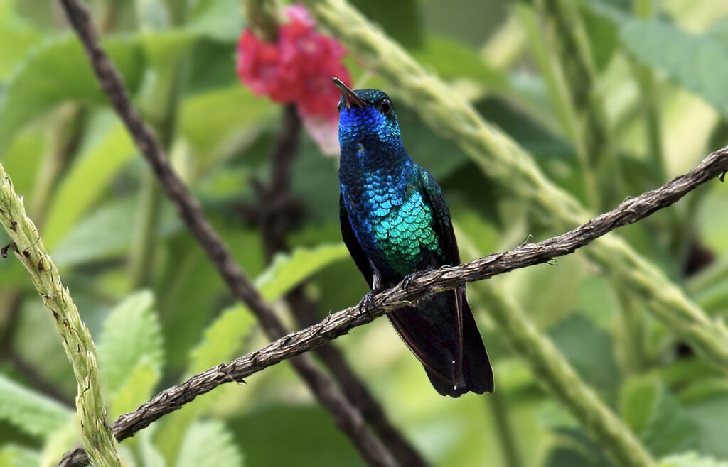 Blue-chinned Sapphire male adult