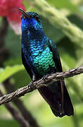 Colibri à menton bleu