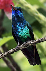 Colibri à menton bleu