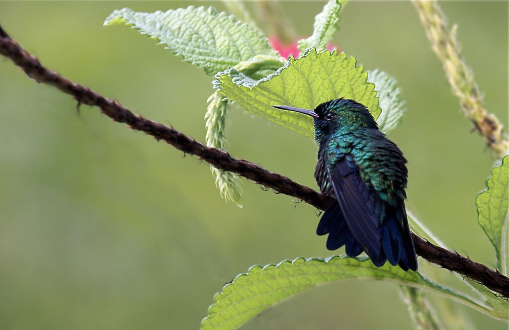 Colibri à menton bleu mâle adulte