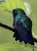 Colibri à menton bleu