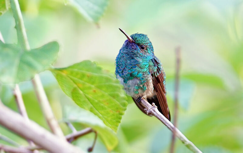 Colibri à menton bleu mâle immature
