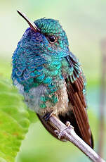 Colibri à menton bleu
