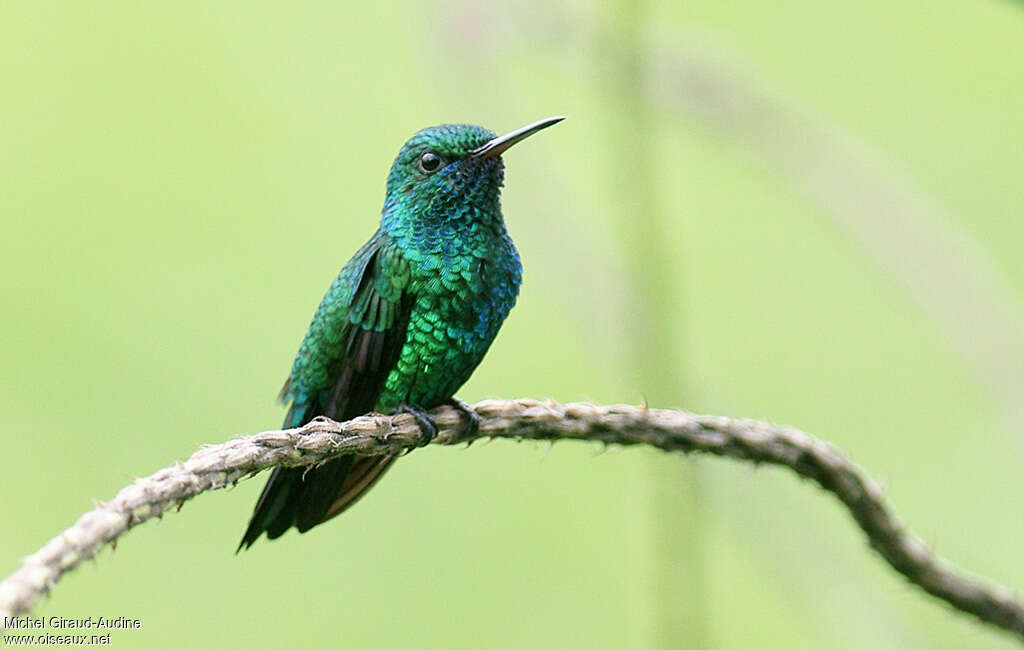 Blue-chinned Sapphire male adult, identification