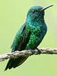 Colibri à menton bleu