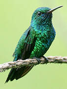 Blue-chinned Sapphire