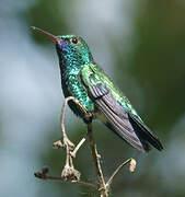 Blue-chinned Sapphire