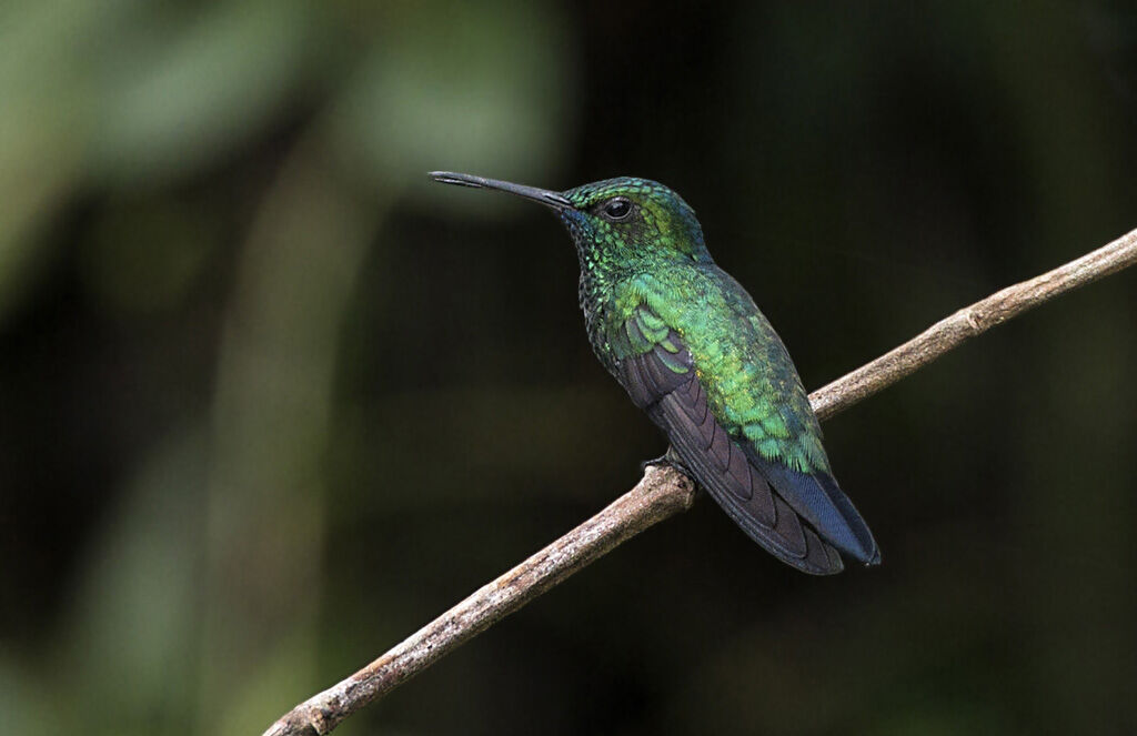 Blue-chinned Sapphire male adult