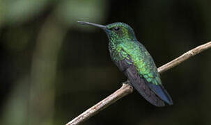 Blue-chinned Sapphire