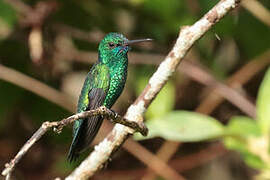 Blue-chinned Sapphire