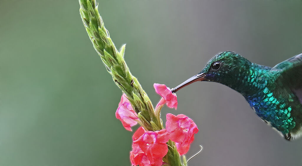 Blue-chinned Sapphire male adult, swimming