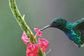 Colibri à menton bleu