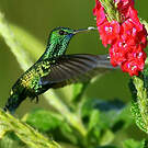 Colibri à menton bleu