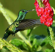 Colibri à menton bleu