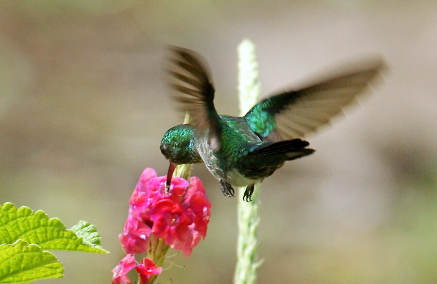 Blue-chinned Sapphire