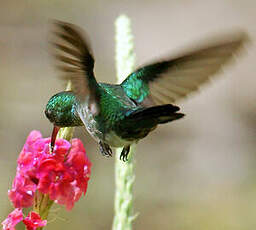 Colibri à menton bleu