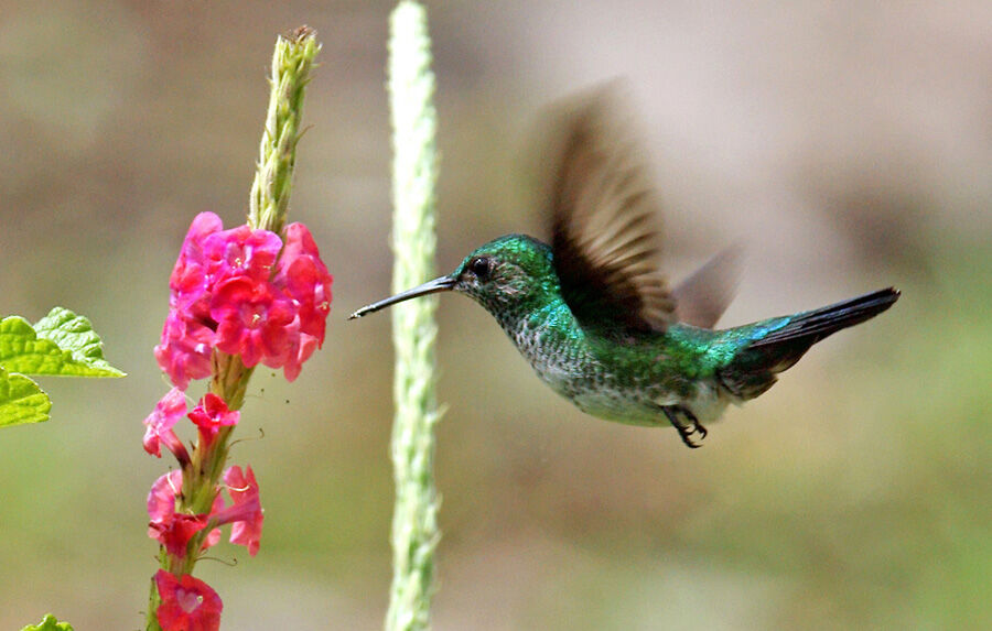 Colibri à menton bleu