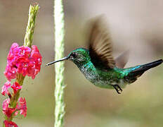 Blue-chinned Sapphire