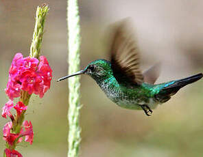 Colibri à menton bleu