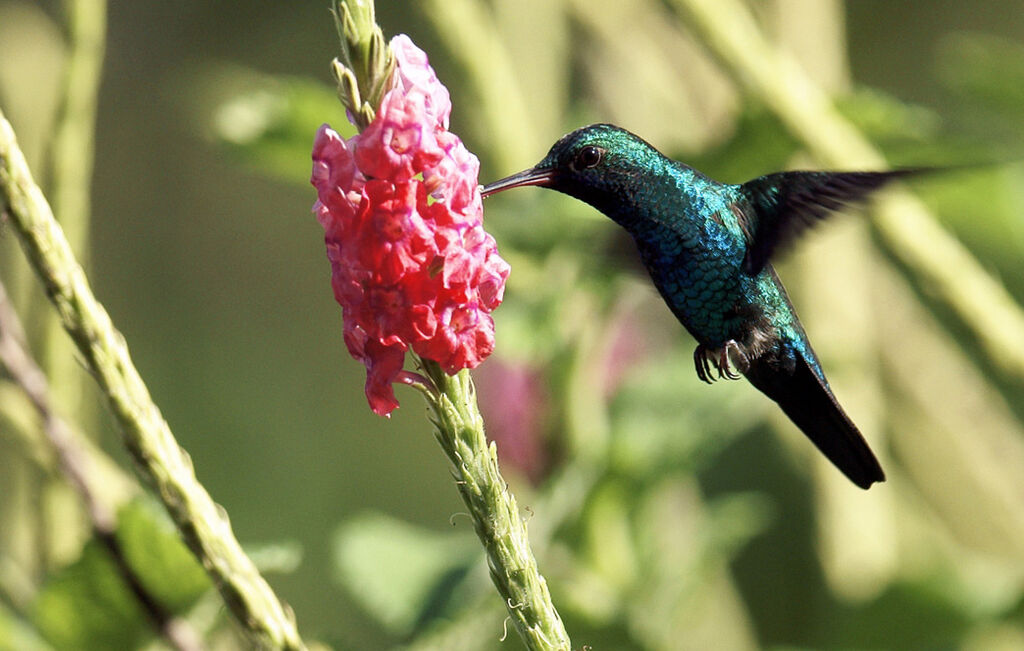 Colibri à menton bleu mâle adulte