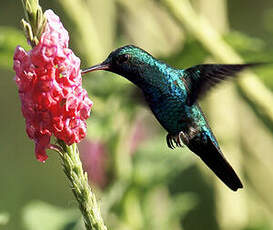 Colibri à menton bleu