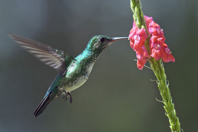 Colibri à menton bleu