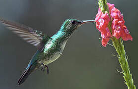 Colibri à menton bleu