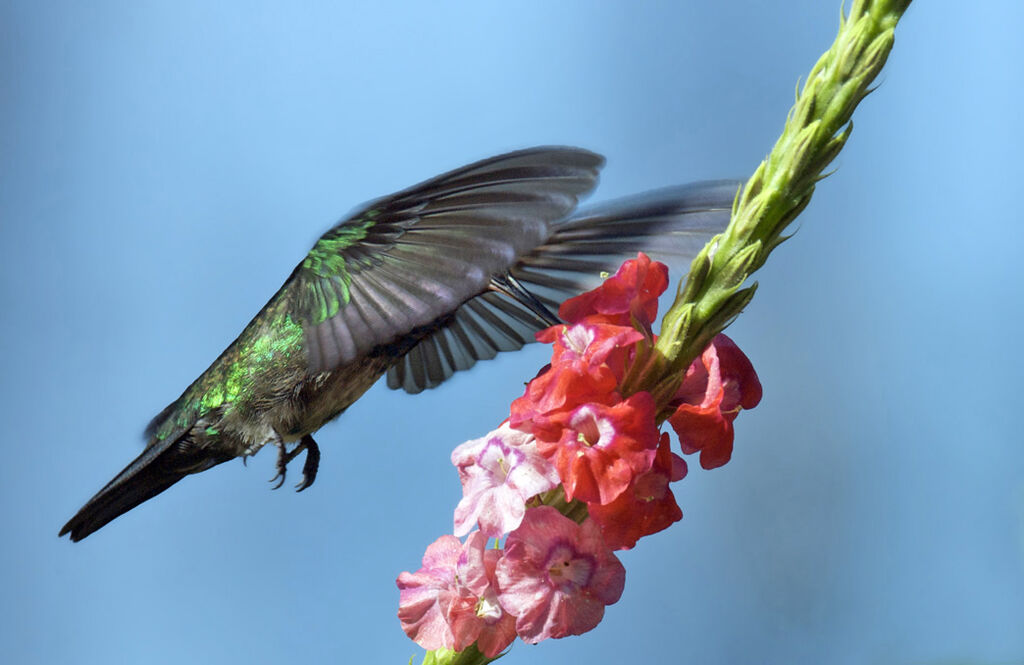 Colibri à menton bleu