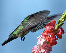 Colibri à menton bleu