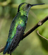 Blue-chinned Sapphire