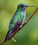 Colibri à menton bleu