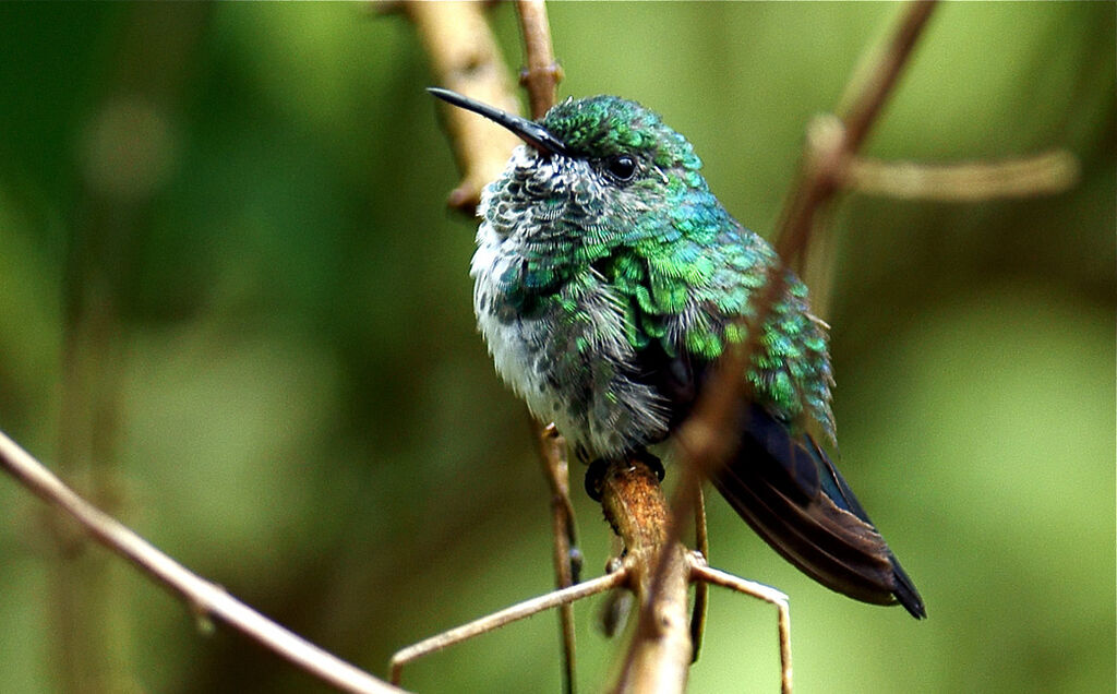 Colibri à menton bleu femelle juvénile