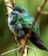 Blue-chinned Sapphire