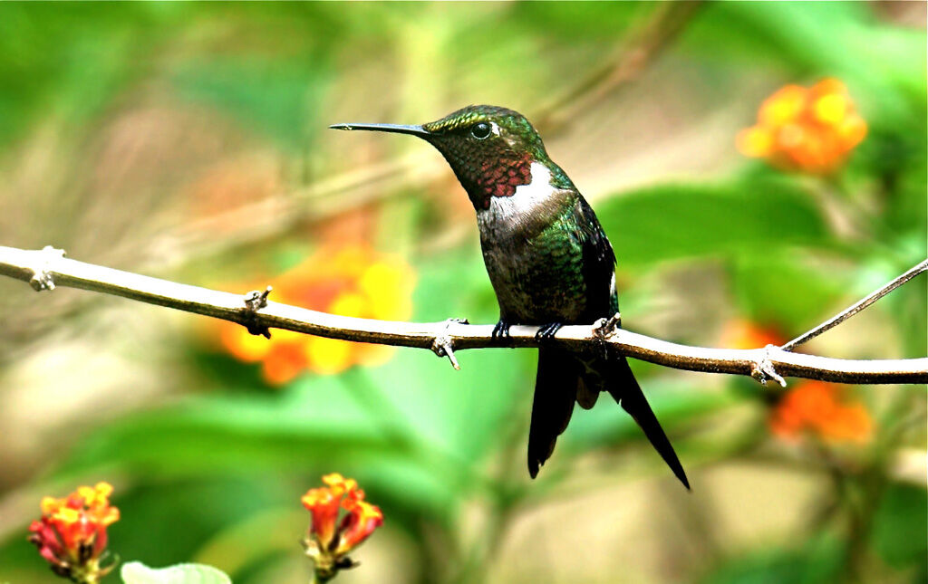 Amethyst Woodstar male adult