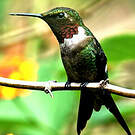 Colibri améthyste