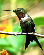 Colibri améthyste