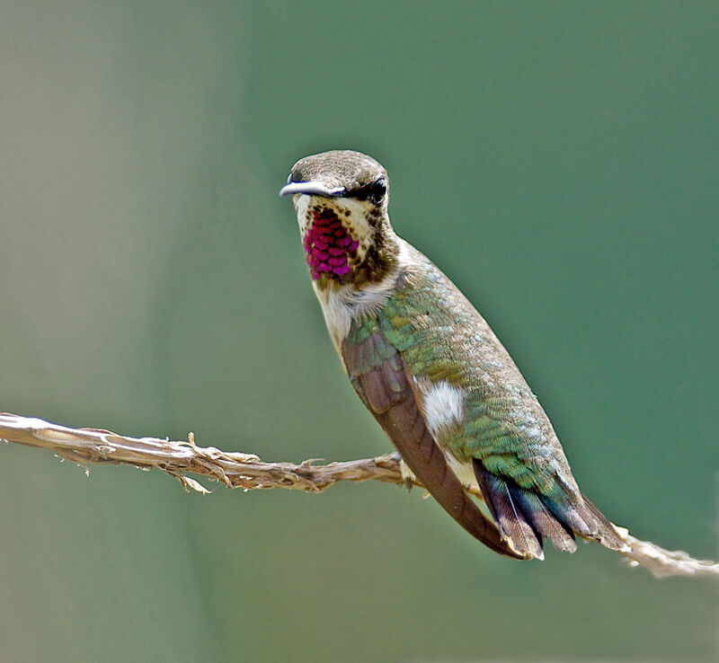 Colibri améthyste mâle immature